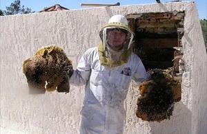 Fountain Hills Bee Removal employee holding removed comb